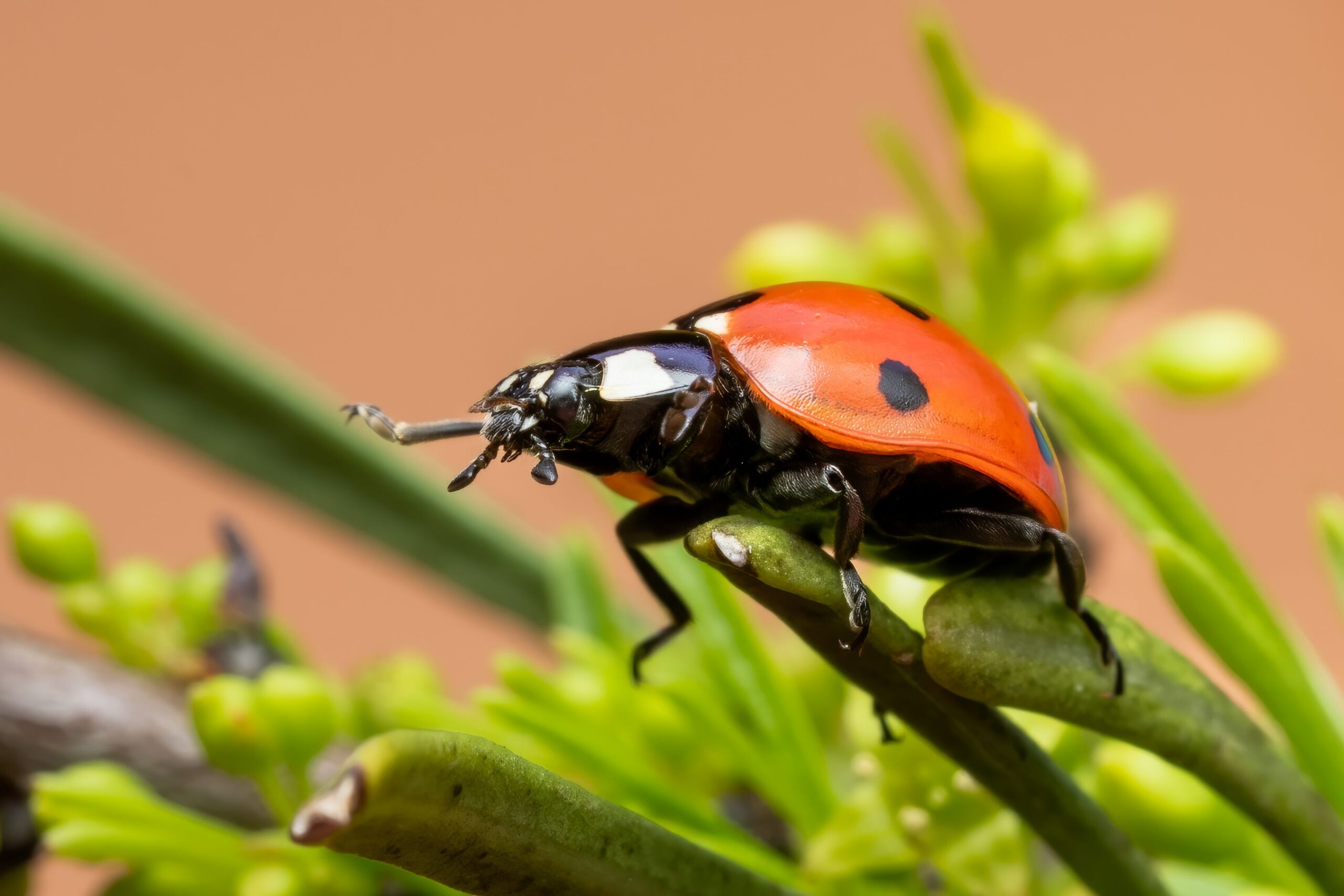 Close-up of Coccinella septempunctata, a seven-spotted ladybug on a plant stem in spring.